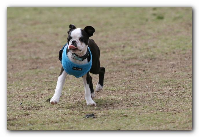 Miley, Howie & Friends at the Chattanooga Dog Park and TN Aquarium