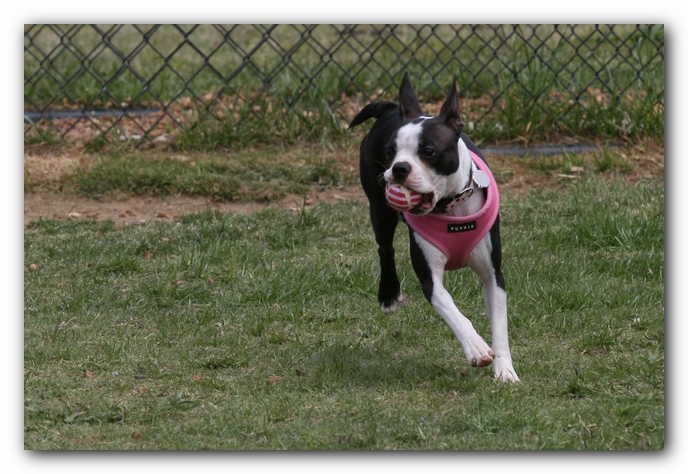 Miley, Howie & Friends at the Chattanooga Dog Park and TN Aquarium