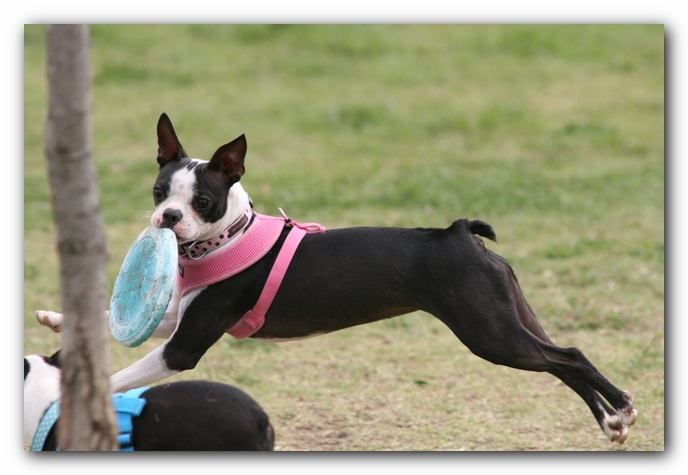 Miley, Howie & Friends at the Chattanooga Dog Park and TN Aquarium