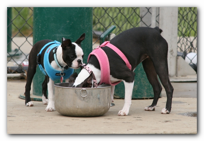 Miley, Howie & Friends at the Chattanooga Dog Park and TN Aquarium