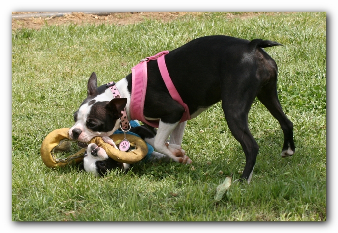 Miley, Howie & Friends at the Chattanooga Dog Park and TN Aquarium