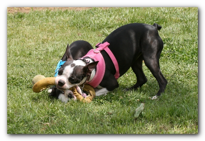 Miley, Howie & Friends at the Chattanooga Dog Park and TN Aquarium