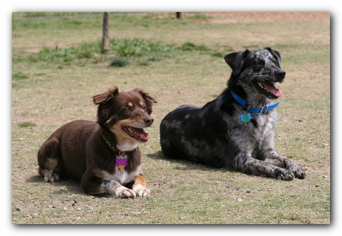 Miley, Howie & Friends at the Chattanooga Dog Park and TN Aquarium