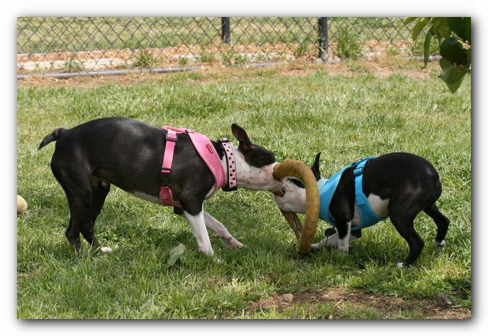 Miley, Howie & Friends at the Chattanooga Dog Park and TN Aquarium