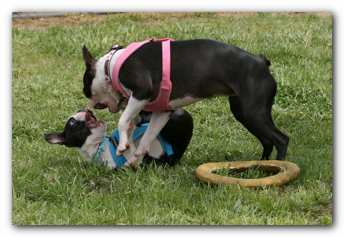 Miley, Howie & Friends at the Chattanooga Dog Park and TN Aquarium