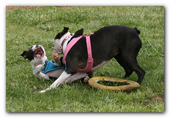 Miley, Howie & Friends at the Chattanooga Dog Park and TN Aquarium