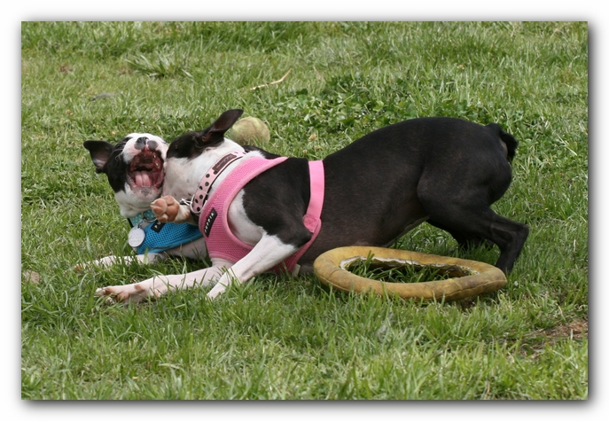 Miley, Howie & Friends at the Chattanooga Dog Park and TN Aquarium