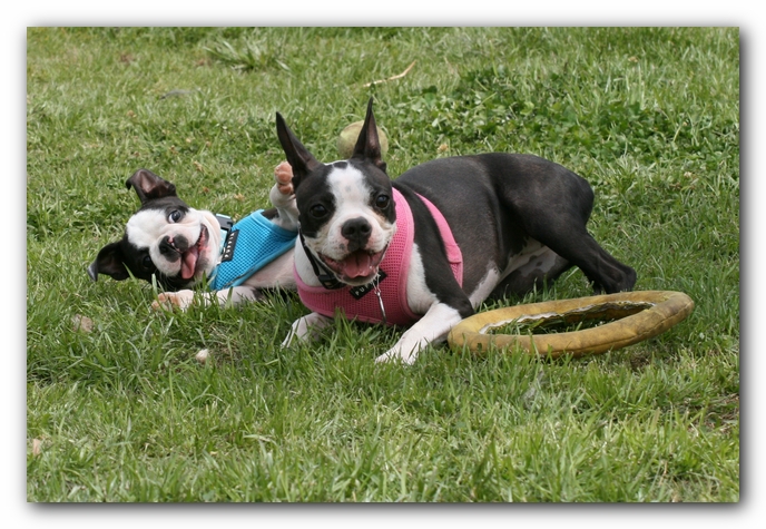 Miley, Howie & Friends at the Chattanooga Dog Park and TN Aquarium