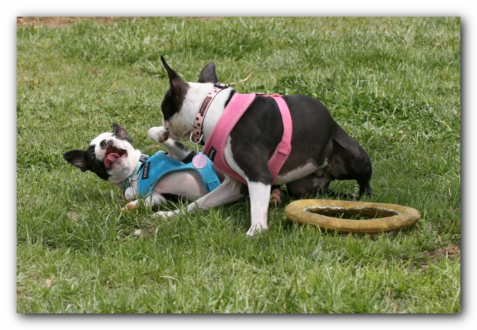 Miley, Howie & Friends at the Chattanooga Dog Park and TN Aquarium