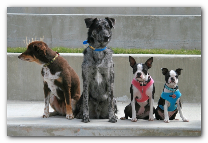 Miley, Howie & Friends at the Chattanooga Dog Park and TN Aquarium