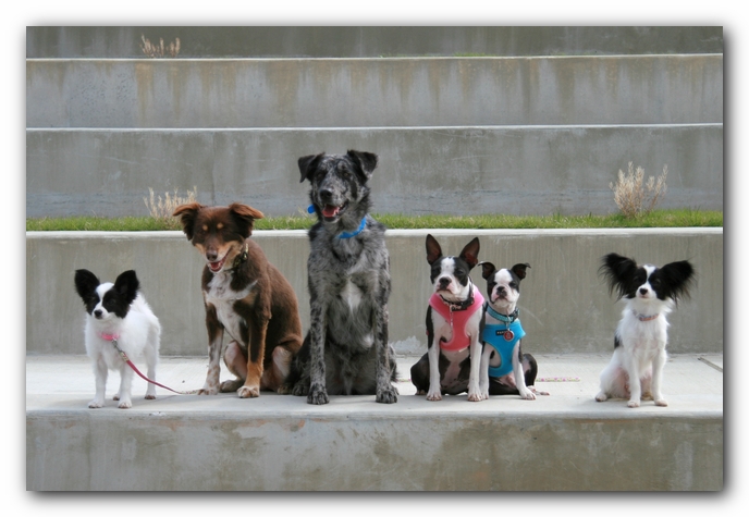 Miley, Howie & Friends at the Chattanooga Dog Park and TN Aquarium