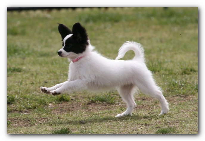 Miley, Howie & Friends at the Chattanooga Dog Park and TN Aquarium