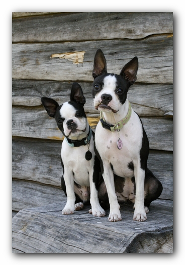 Miley and Howie - Boston Terrier Puppies