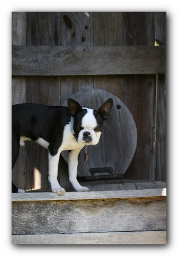 Howie the Boston Terrier Puppy
