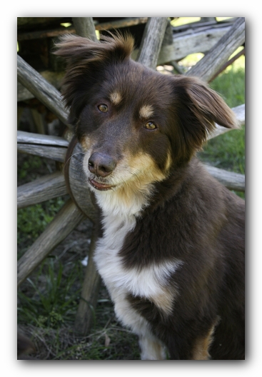 Ally the Australian Shepherd