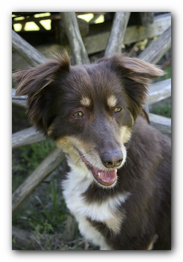 Ally the Australian Shepherd