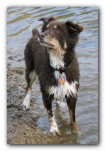 Ally the Australian Shepherd