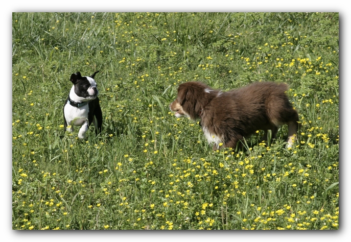 Howie and Trigger
