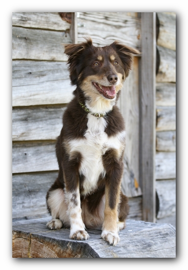 Ally the Australian Shepherd