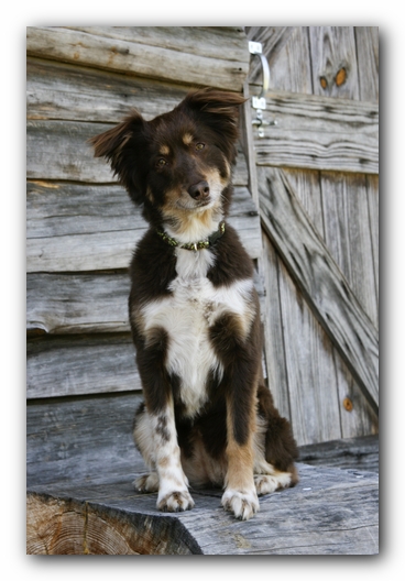 Ally the Australian Shepherd