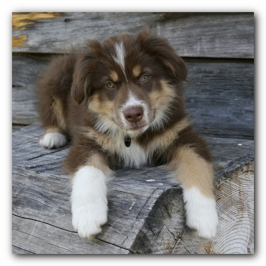 Trigger the Australian Shepherd
