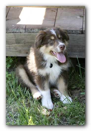 Trigger the Australian Shepherd