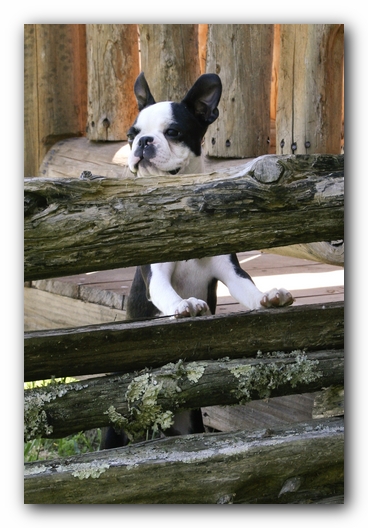 Howie the Boston Terrier Puppy