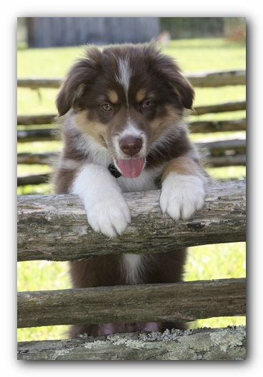 Trigger the Australian Shepherd