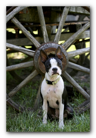Miley the Boston Terrier Puppy