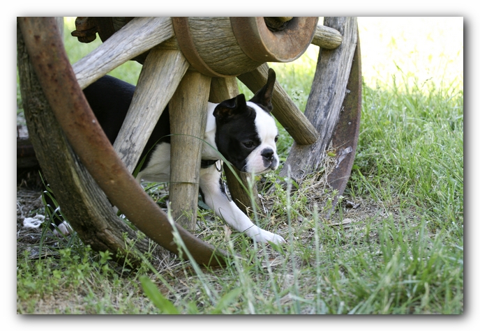 Howie the Boston Terrier Puppy