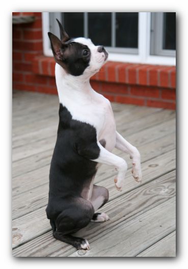 Miley the Boston Terrier Puppy - Christmas 2006