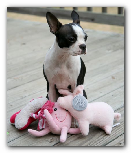 Miley the Boston Terrier Puppy - Christmas 2006