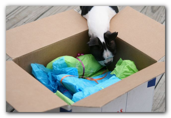 Miley the Boston Terrier Puppy - Christmas 2006