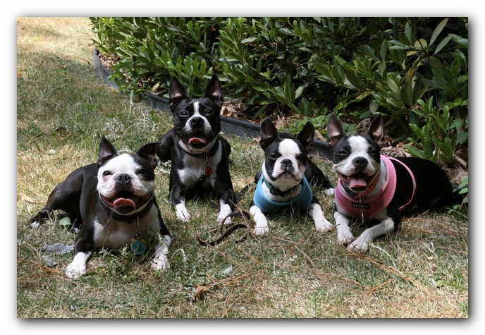 Miley and Howie have a Boston Terrier Meetup with Gooch and Sophie!