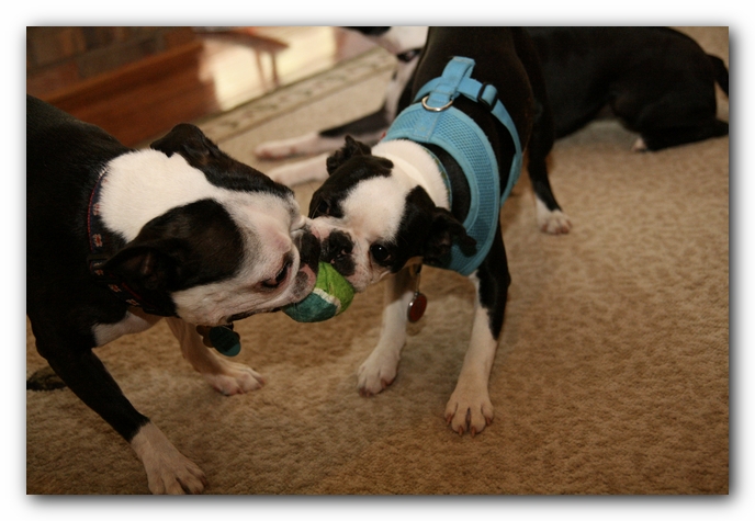 Miley and Howie have a Boston Terrier Meetup with Gooch and Sophie!
