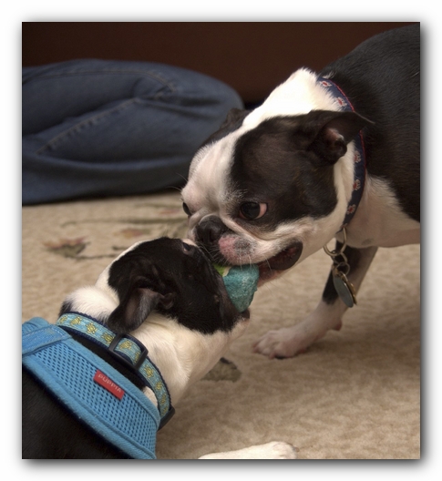 Miley and Howie have a Boston Terrier Meetup with Gooch and Sophie!
