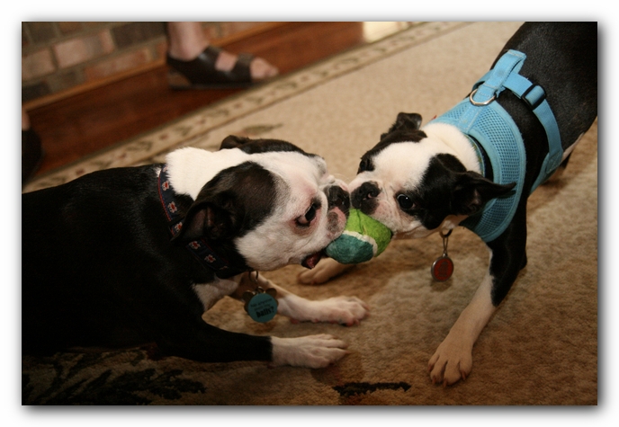 Miley and Howie have a Boston Terrier Meetup with Gooch and Sophie!
