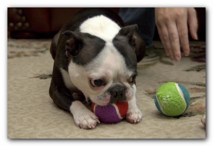 Miley and Howie have a Boston Terrier Meetup with Gooch and Sophie!