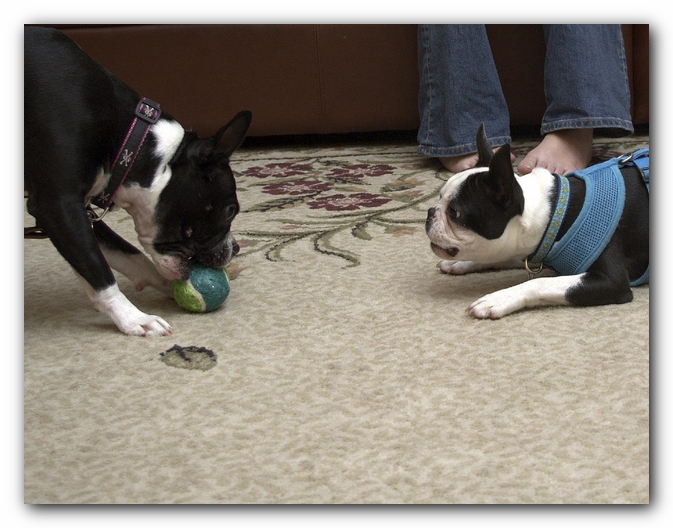 Miley and Howie have a Boston Terrier Meetup with Gooch and Sophie!