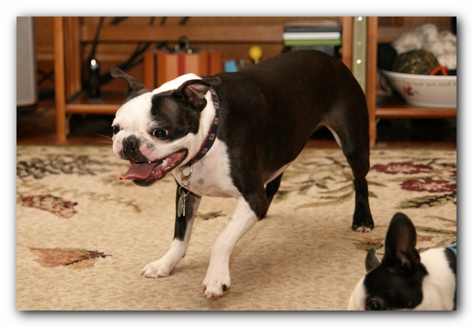 Miley and Howie have a Boston Terrier Meetup with Gooch and Sophie!