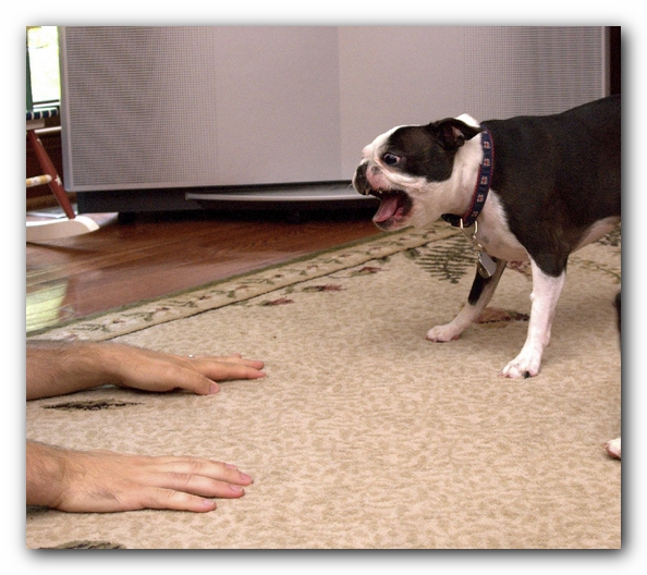 Miley and Howie have a Boston Terrier Meetup with Gooch and Sophie!