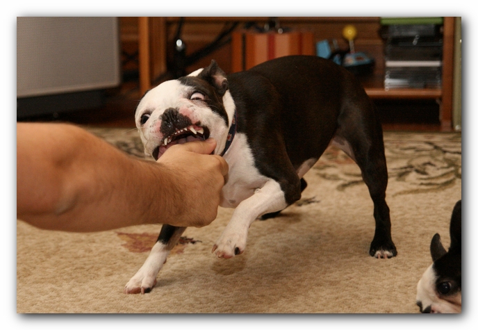 Miley and Howie have a Boston Terrier Meetup with Gooch and Sophie!