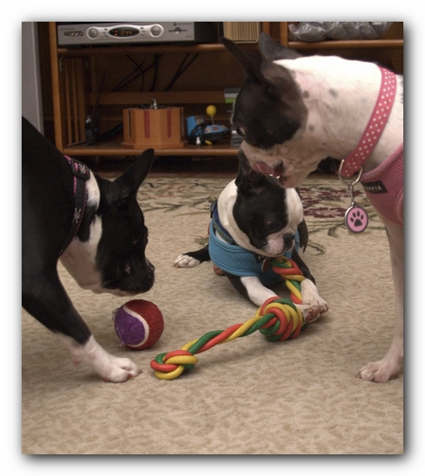 Miley and Howie have a Boston Terrier Meetup with Gooch and Sophie!
