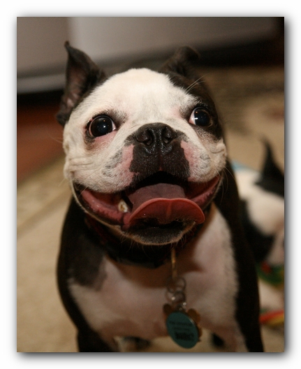 Miley and Howie have a Boston Terrier Meetup with Gooch and Sophie!