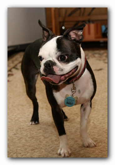 Miley and Howie have a Boston Terrier Meetup with Gooch and Sophie!