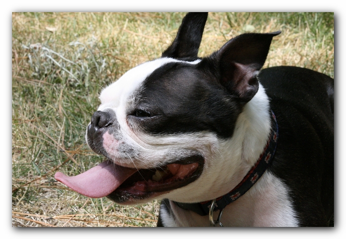 Miley and Howie have a Boston Terrier Meetup with Gooch and Sophie!