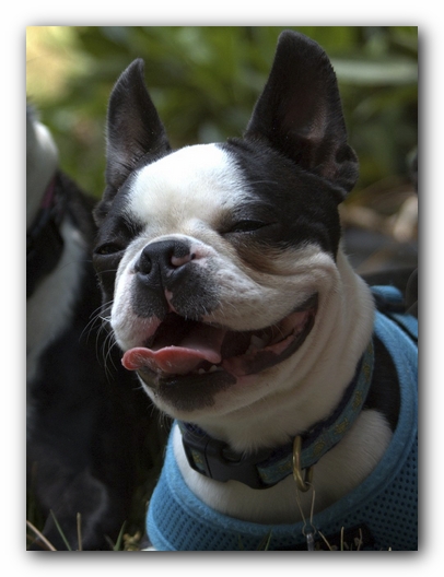 Miley and Howie have a Boston Terrier Meetup with Gooch and Sophie!