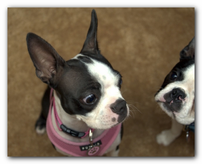 Miley and Howie have a Boston Terrier Meetup with Gooch and Sophie!