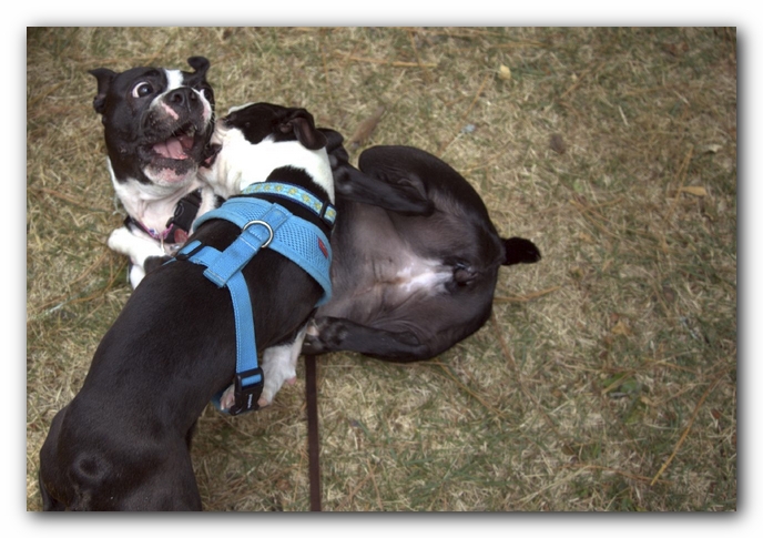 Miley and Howie have a Boston Terrier Meetup with Gooch and Sophie!