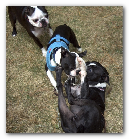 Miley and Howie have a Boston Terrier Meetup with Gooch and Sophie!
